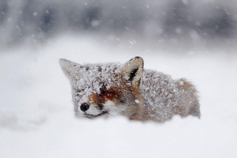 Post of love for foxes Post of love for foxes