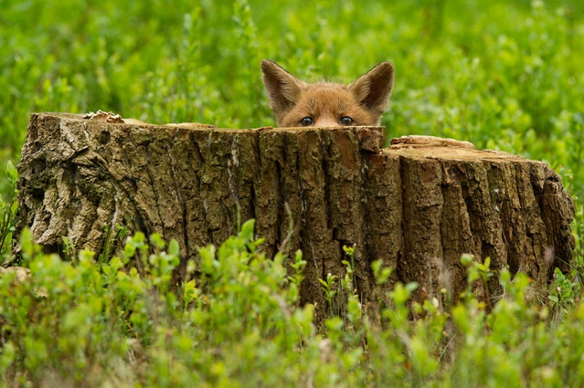Post of love for foxes Post of love for foxes
