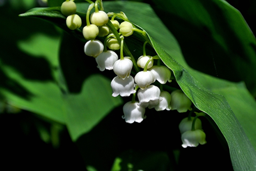 Princess Diana entered the Royal family of the threat of wedding tradition