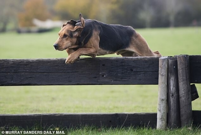 Prohibida en Gran Bretaña, la caza del zorro ha sido reemplazada por la caza ... persona Prohibida en Gran Bretaña, la caza del zorro ha sido reemplazada por la caza ... persona