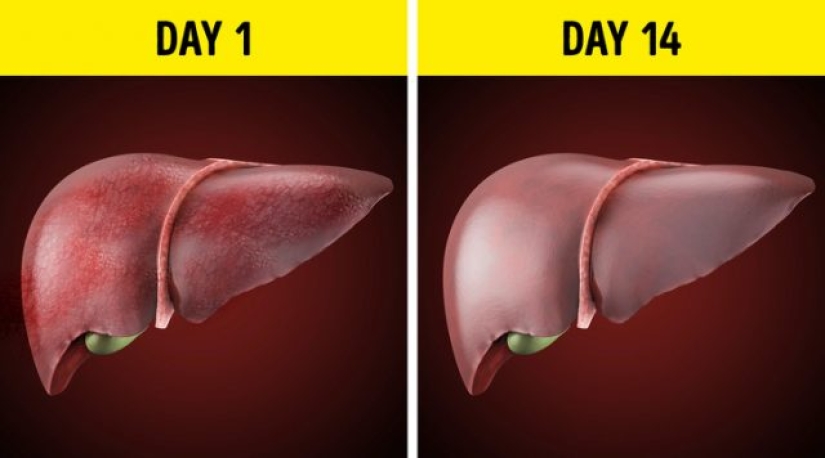 ¿Qué le sucede a su cuerpo cuando no bebe alcohol?