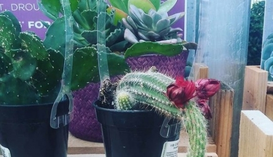 ¿Qué le sucede al cuerpo con la abstinencia prolongada? ¿Qué le sucede al cuerpo con la abstinencia prolongada?