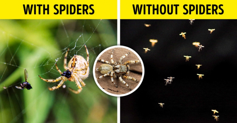 ¿Qué pasaría si todos los insectos de la tierra desaparecieran?