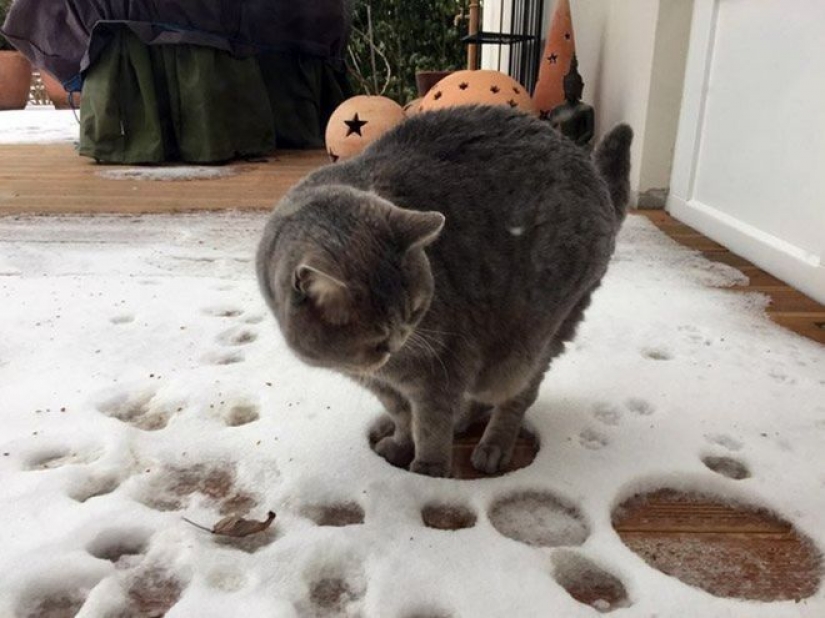 Reaction of the cats on the first snow: 25 photos that will cheer you up