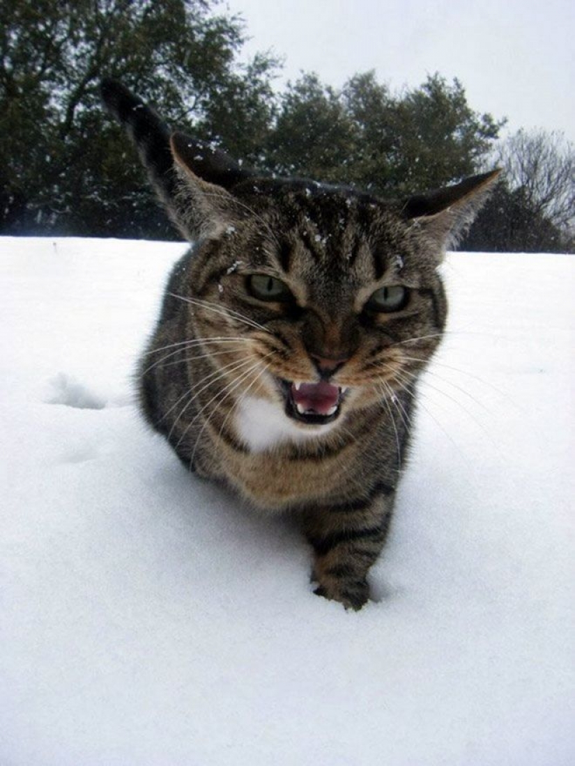Reaction of the cats on the first snow: 25 photos that will cheer you up