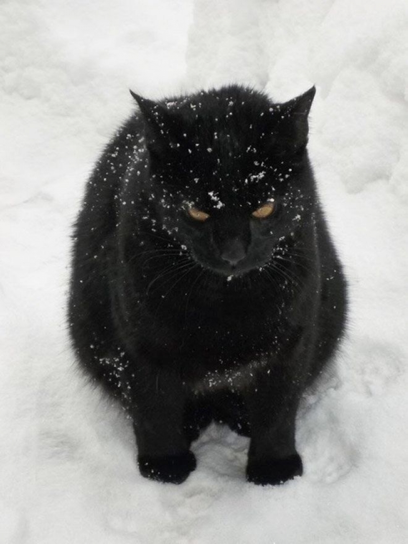 Reaction of the cats on the first snow: 25 photos that will cheer you up