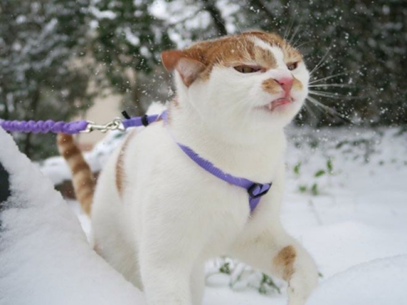 Reaction of the cats on the first snow: 25 photos that will cheer you up
