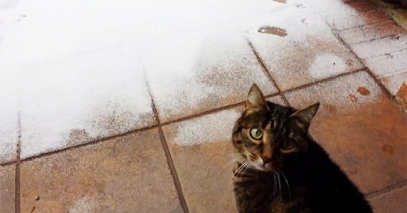 Reaction of the cats on the first snow: 25 photos that will cheer you up