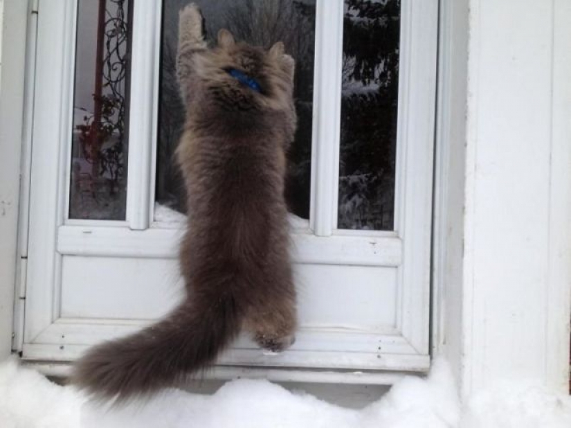 Reaction of the cats on the first snow: 25 photos that will cheer you up