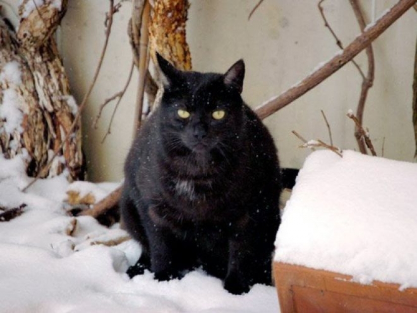 Reaction of the cats on the first snow: 25 photos that will cheer you up