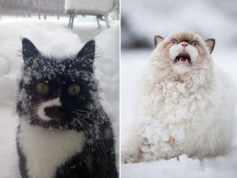 Reaction of the cats on the first snow: 25 photos that will cheer you up