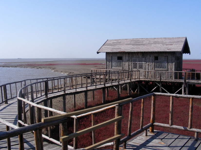Red Beach in China