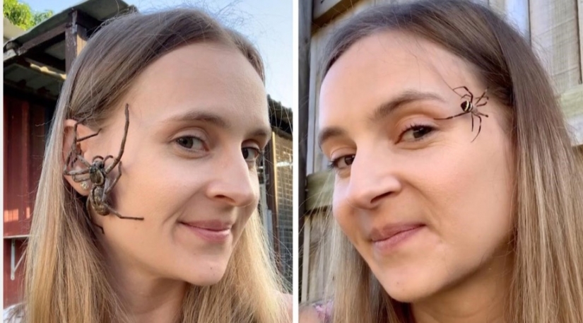 Relajarse no es para los débiles de corazón: Australia alivia el estrés, lo que permite a las arañas de rastreo en la cara