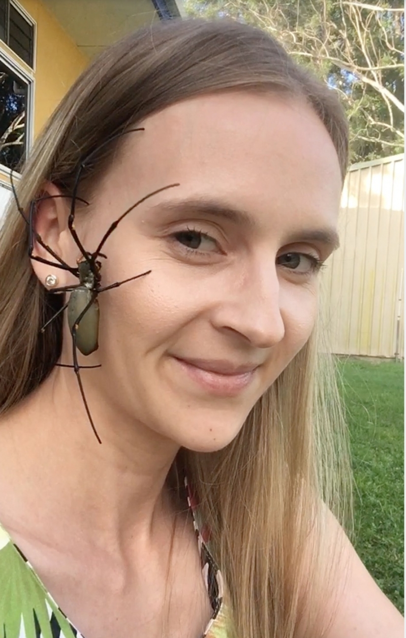 Relax is not for the faint of heart: Australian relieves stress, allowing the spiders to crawl on the face Relax is not for the faint of heart: Australian relieves stress, allowing the spiders to crawl on the face