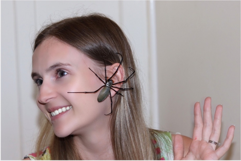 Relax is not for the faint of heart: Australian relieves stress, allowing the spiders to crawl on the face Relax is not for the faint of heart: Australian relieves stress, allowing the spiders to crawl on the face