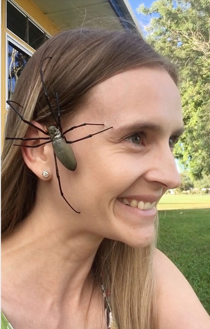 Relax is not for the faint of heart: Australian relieves stress, allowing the spiders to crawl on the face Relax is not for the faint of heart: Australian relieves stress, allowing the spiders to crawl on the face