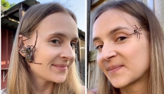 Relax is not for the faint of heart: Australian relieves stress, allowing the spiders to crawl on the face