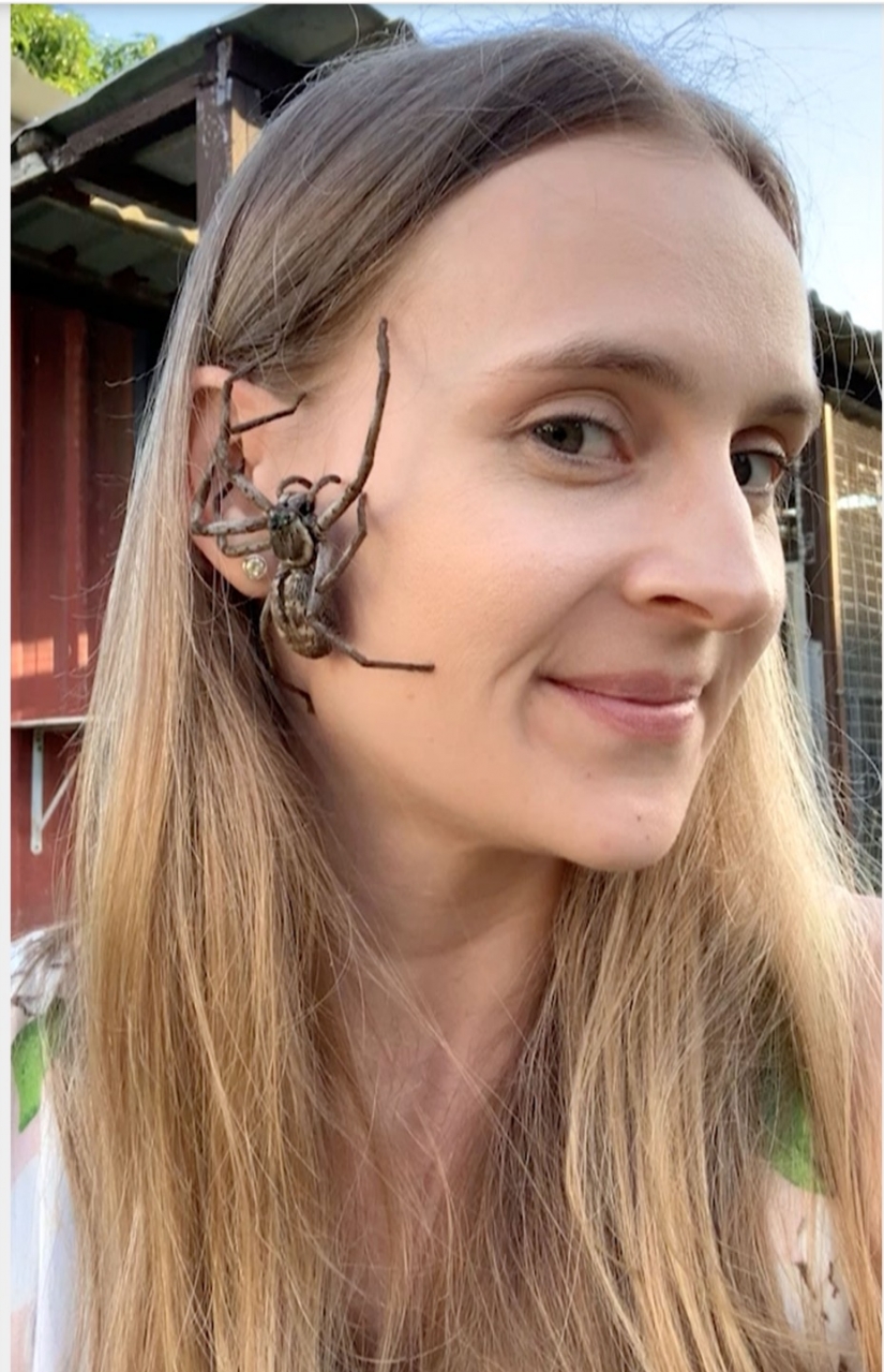 Relax is not for the faint of heart: Australian relieves stress, allowing the spiders to crawl on the face Relax is not for the faint of heart: Australian relieves stress, allowing the spiders to crawl on the face