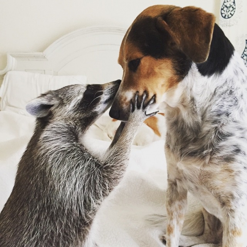 Rescued Raccoon Thinks he's a Dog