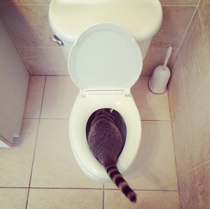 Rescued Raccoon Thinks he's a Dog