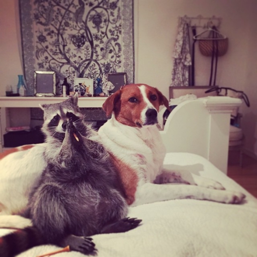 Rescued Raccoon Thinks he's a Dog