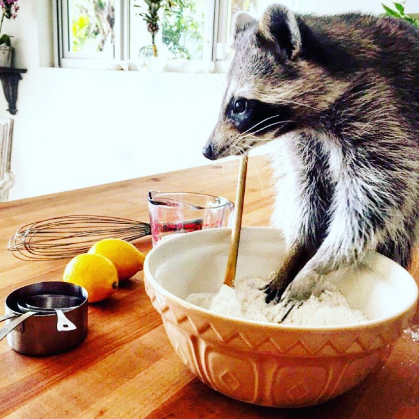 Rescued Raccoon Thinks he's a Dog