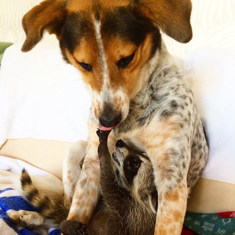 Rescued Raccoon Thinks he's a Dog