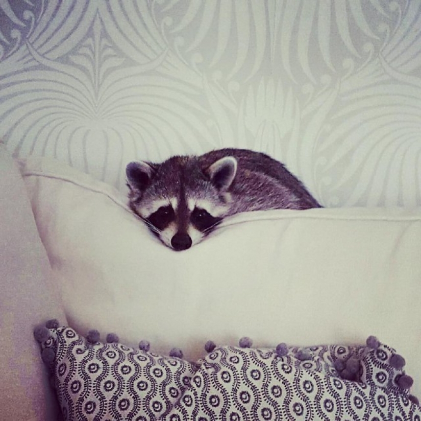 Rescued Raccoon Thinks he's a Dog
