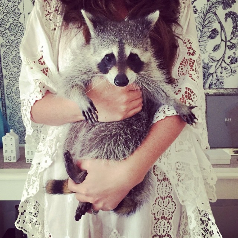 Rescued Raccoon Thinks he's a Dog