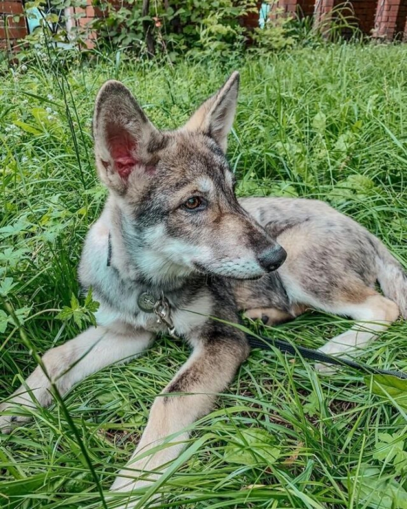 Russian woman saved a little wolf cub and got a loyal friend Russian woman saved a little wolf cub and got a loyal friend