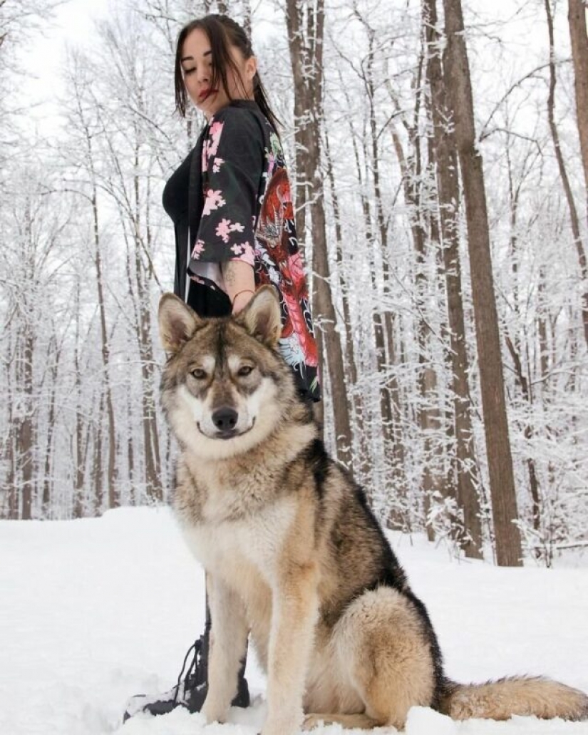 Russian woman saved a little wolf cub and got a loyal friend Russian woman saved a little wolf cub and got a loyal friend