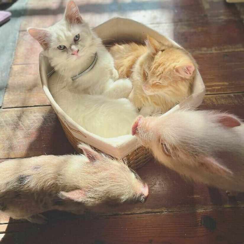 Saves cows, llamas and snakes: American had arranged a shelter for 200 animals