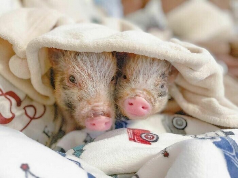 Saves cows, llamas and snakes: American had arranged a shelter for 200 animals