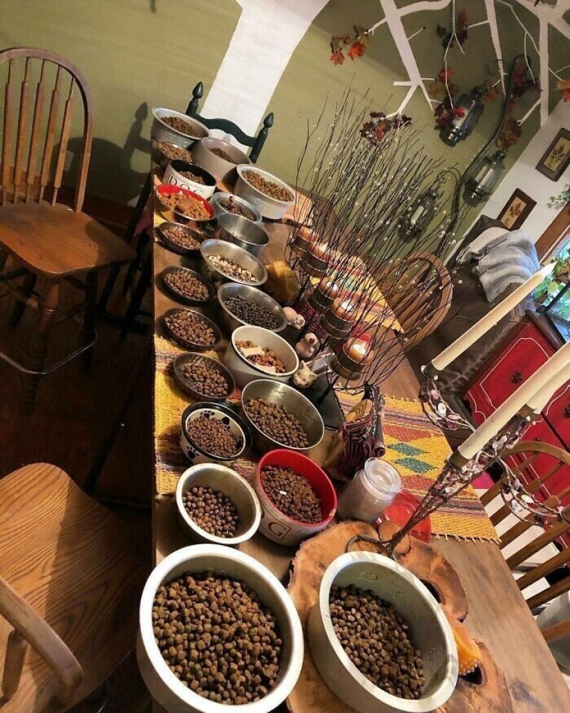 Saves cows, llamas and snakes: American had arranged a shelter for 200 animals