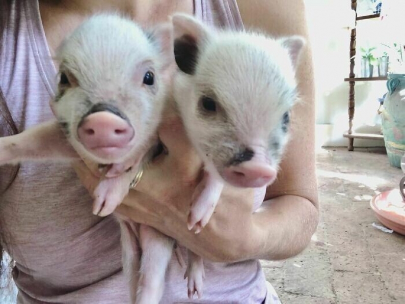 Saves cows, llamas and snakes: American had arranged a shelter for 200 animals