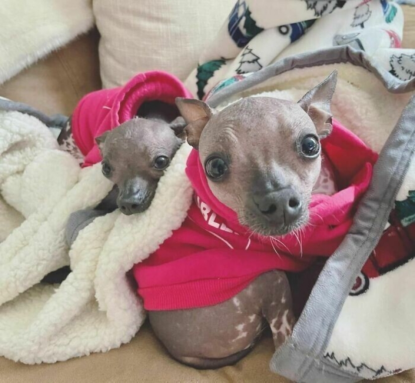 Saves cows, llamas and snakes: American had arranged a shelter for 200 animals