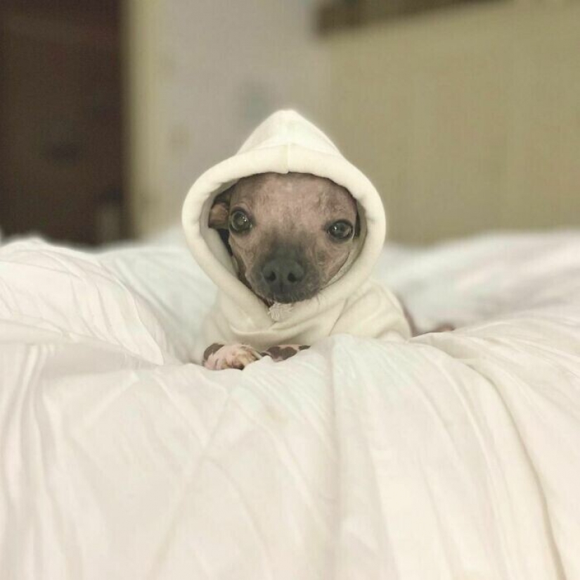 Saves cows, llamas and snakes: American had arranged a shelter for 200 animals