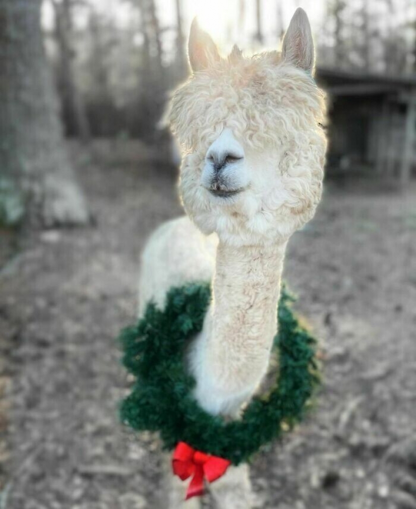 Saves cows, llamas and snakes: American had arranged a shelter for 200 animals