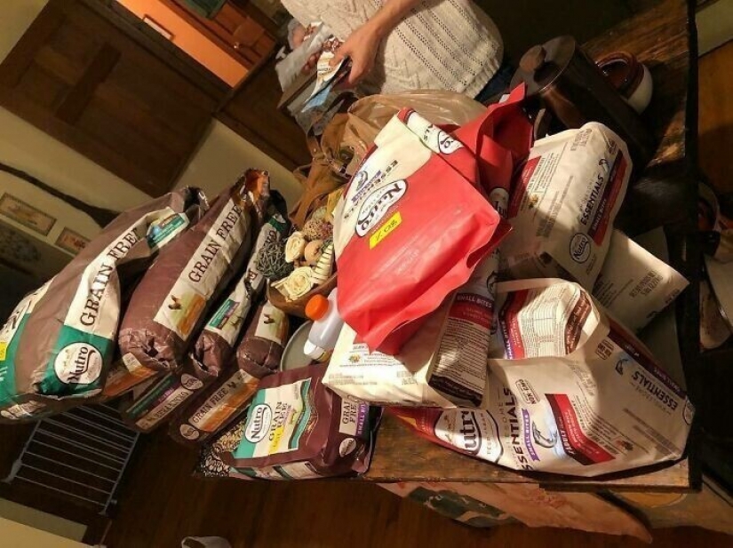 Saves cows, llamas and snakes: American had arranged a shelter for 200 animals