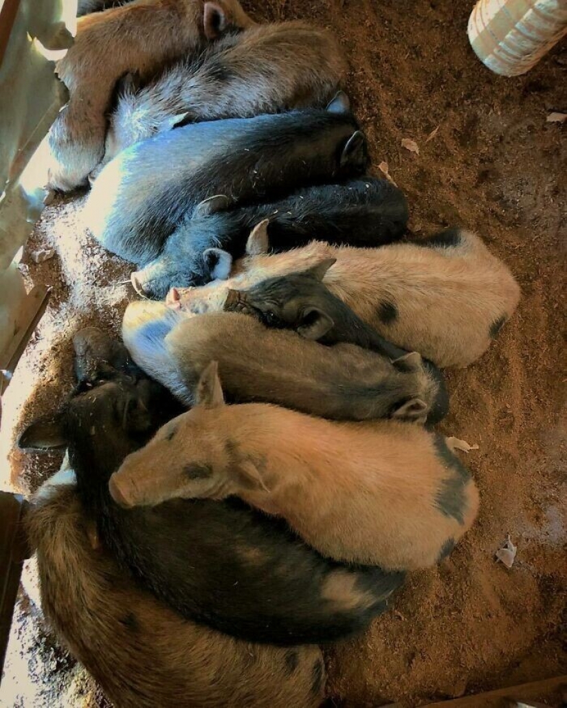 Saves cows, llamas and snakes: American had arranged a shelter for 200 animals