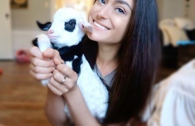 Saves cows, llamas and snakes: American had arranged a shelter for 200 animals