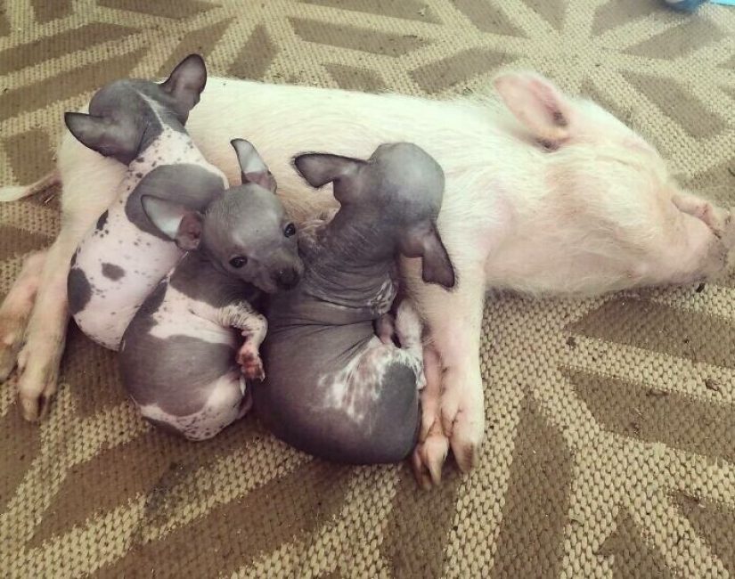 Saves cows, llamas and snakes: American had arranged a shelter for 200 animals