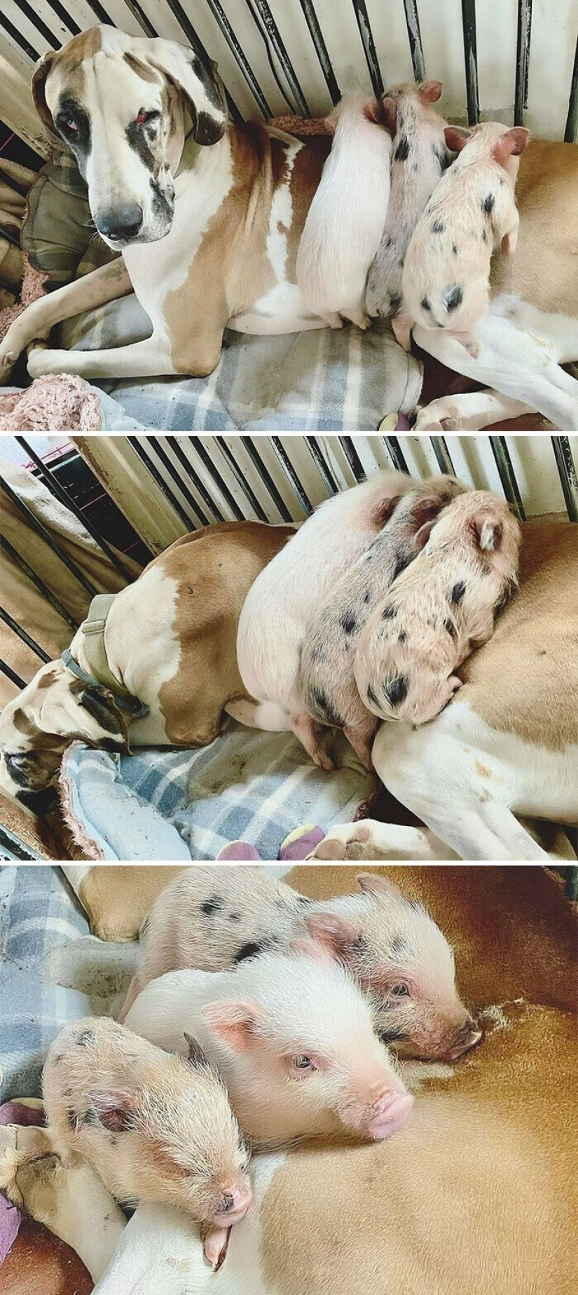 Saves cows, llamas and snakes: American had arranged a shelter for 200 animals