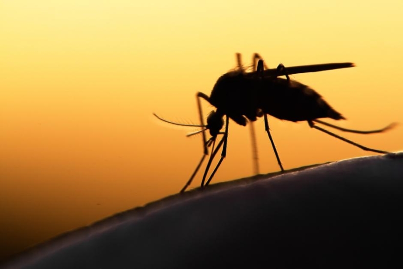 Scientists told which blood type is "the most delicious" for mosquitoes