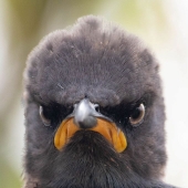 Se anuncian los finalistas de los premios Comedy Wildlife Photography Awards 2021