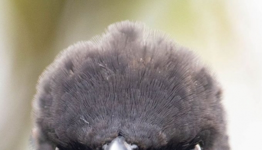 Se anuncian los finalistas de los premios Comedy Wildlife Photography Awards 2021 Se anuncian los finalistas de los premios Comedy Wildlife Photography Awards 2021