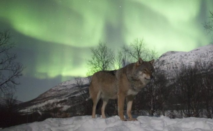 Se permite jugar con lobos Se permite jugar con lobos