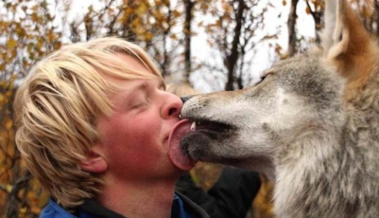 Se permite jugar con lobos Se permite jugar con lobos