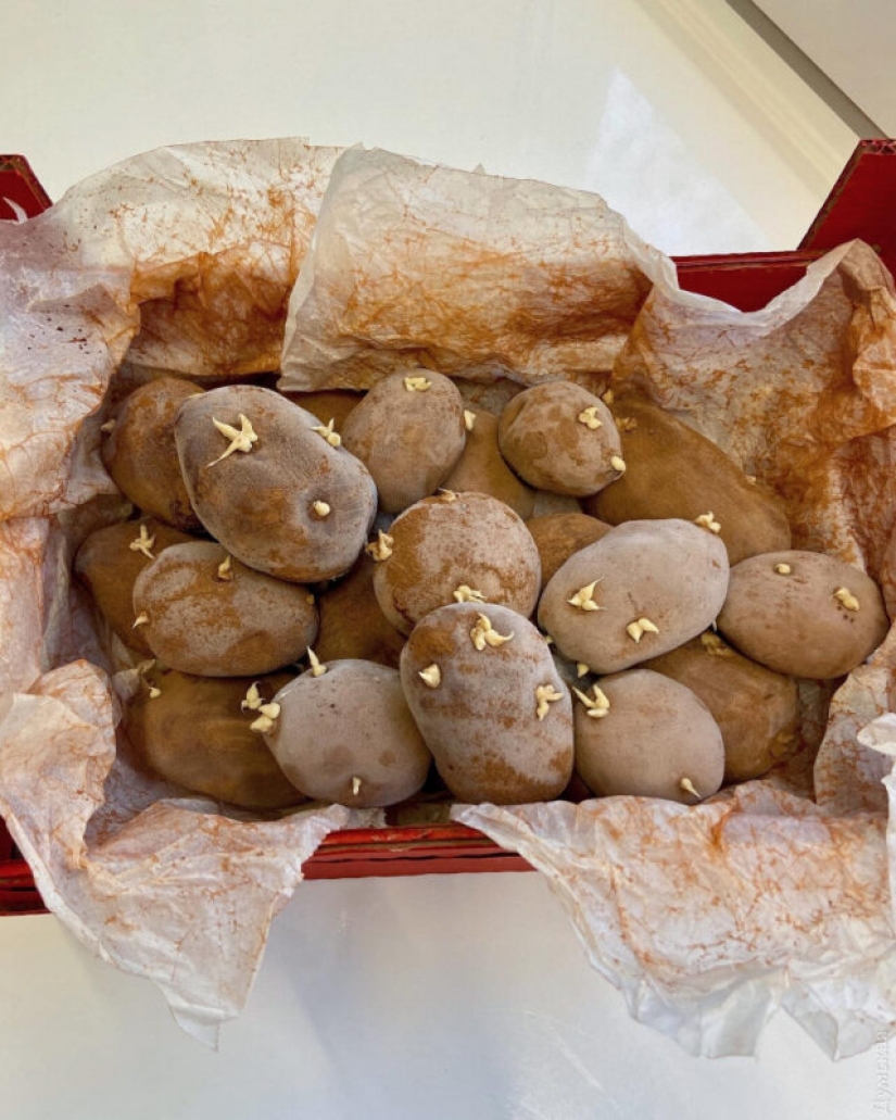 Self-taught pastry chef Kristina Dolnik makes unique cakes without mastic