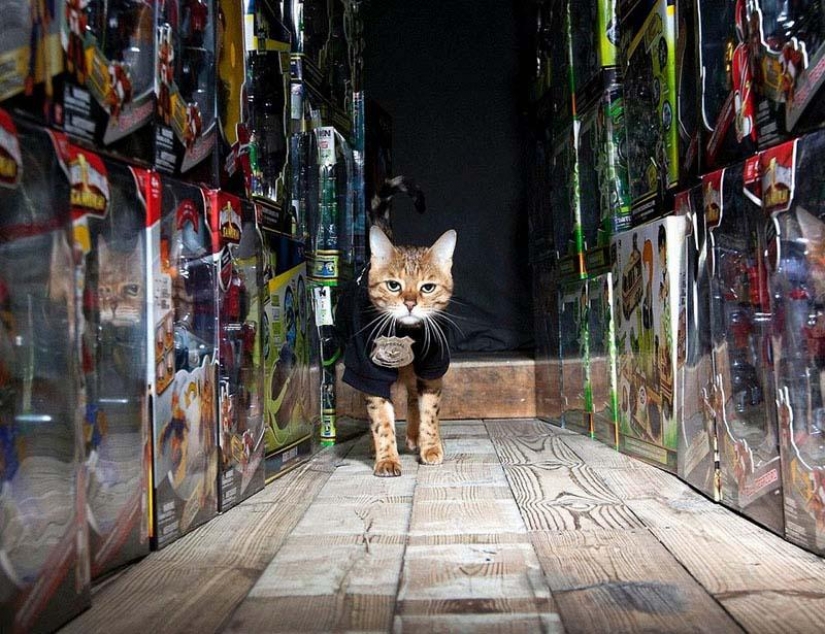 Service cats Service cats